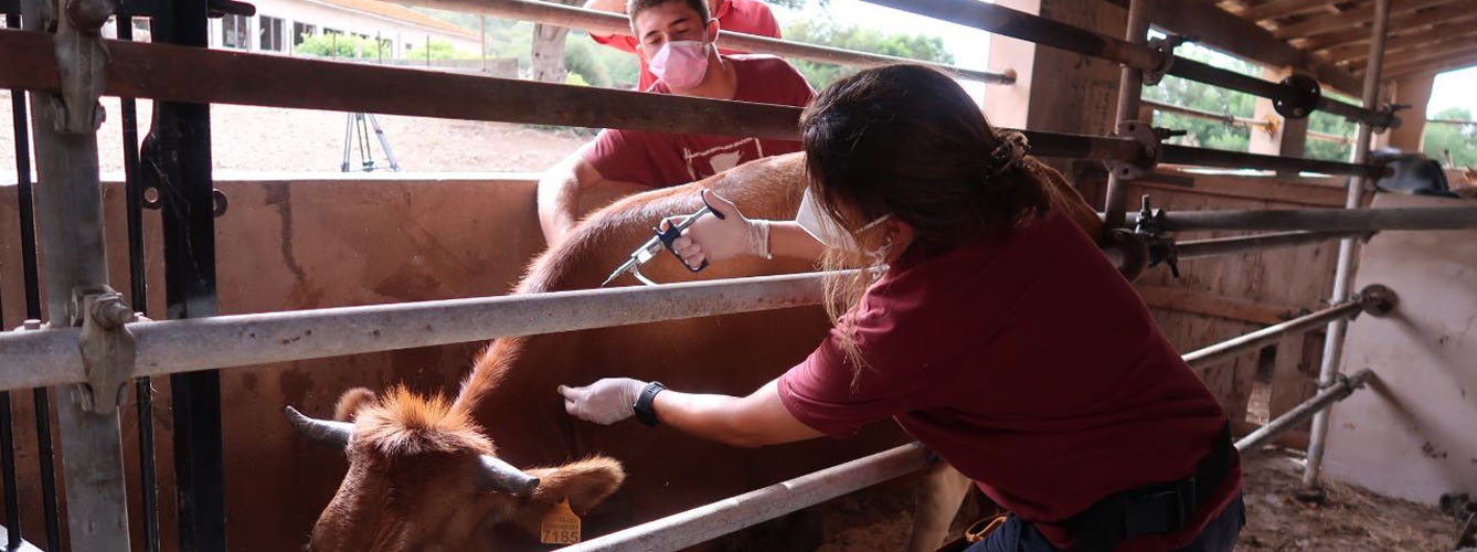 Veterinarios durante la campaña de vacunación frente a la lengua azul.