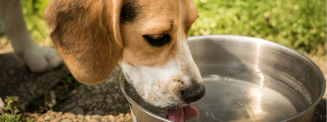 Claves para detectar la deshidratación de los perros en verano
