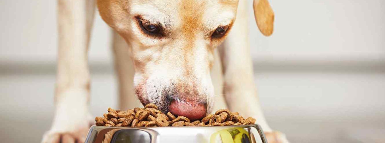 El rascado en los perros, un posible efecto de una alergia alimentaria