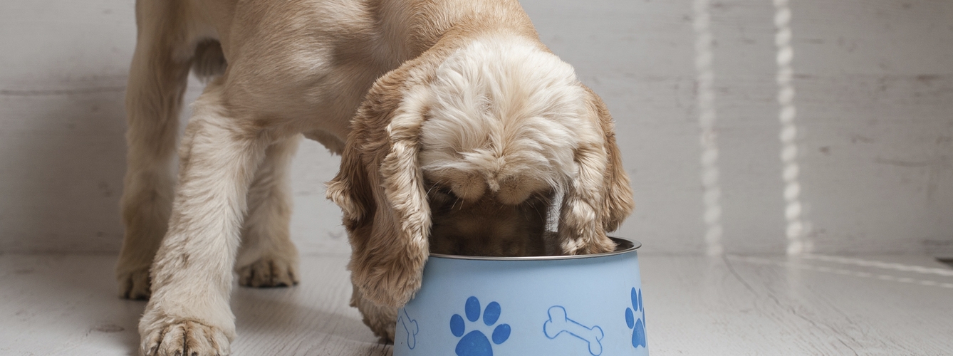 Dueños dan hasta un 152% más de comida a sus perros de la necesaria