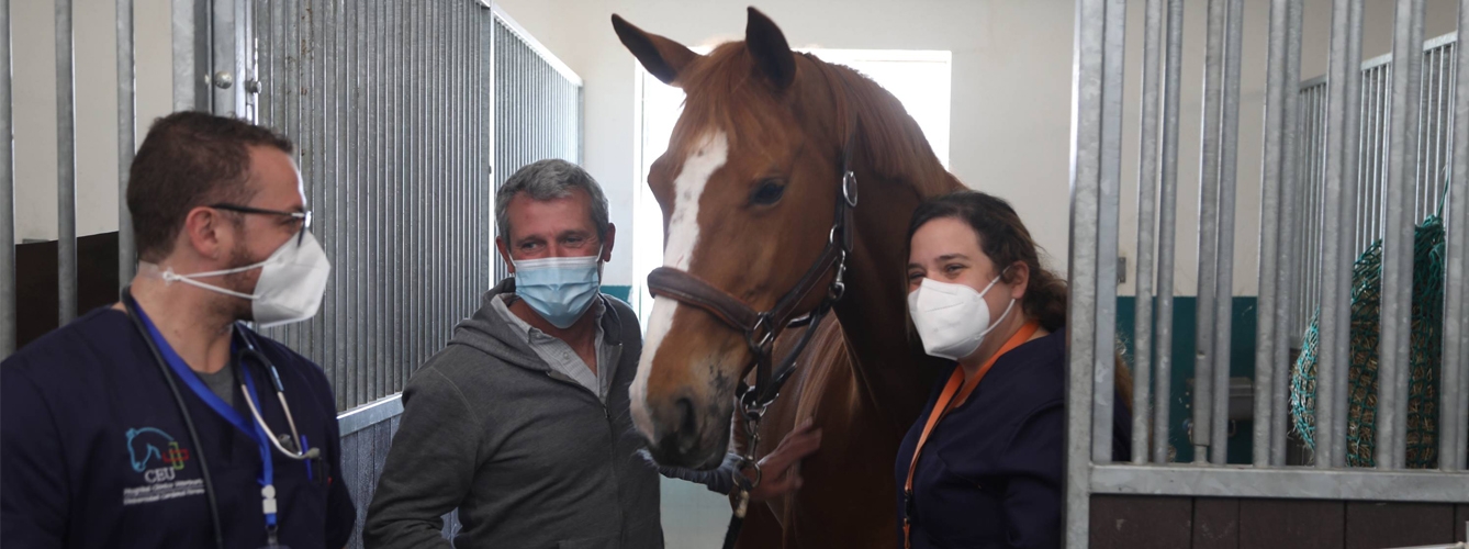 El último caballo afectado por rinoneumonía ha sido dado de alta en Valencia.