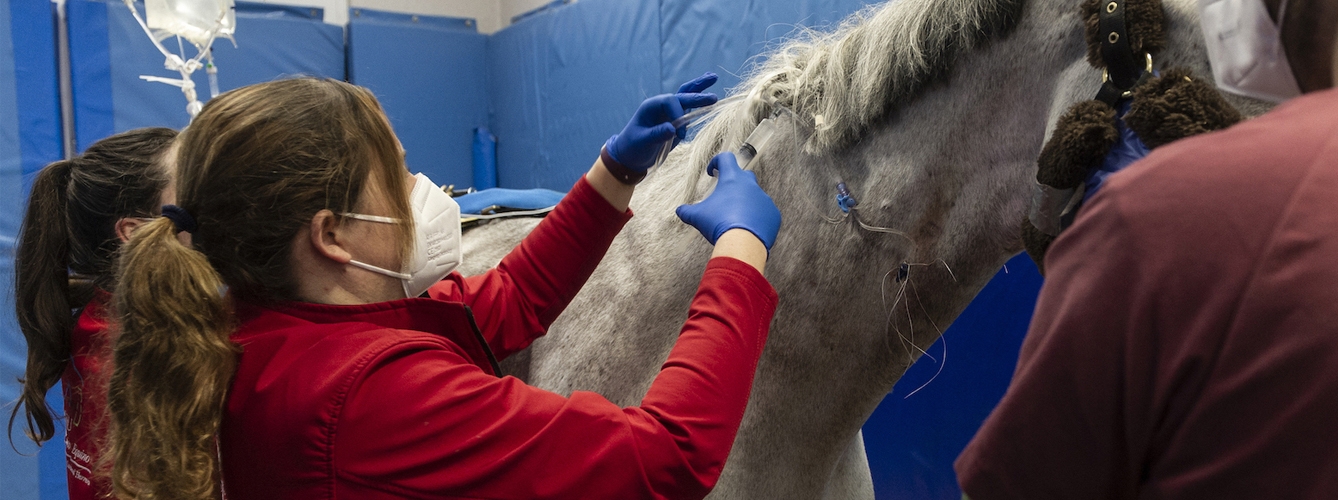 El Hospital Clínico Veterinario de la CEU UCH da de alta a los seis primeros caballos recuperados del brote de herpesvirus equino.