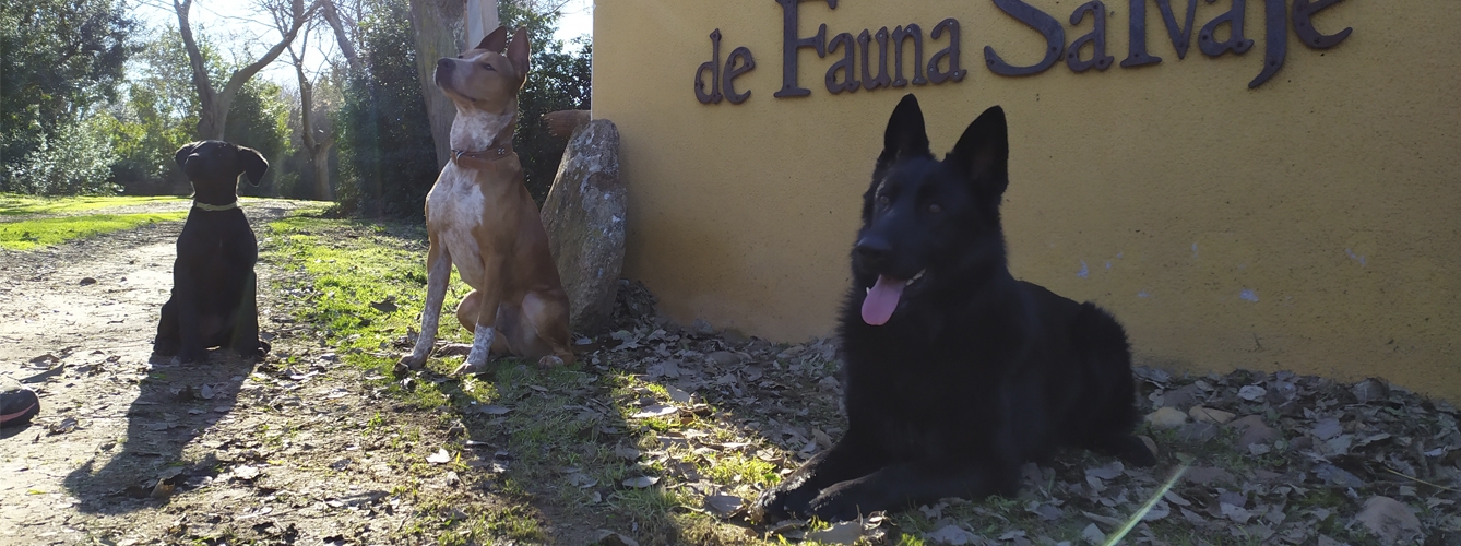 Lanzan en España un proyecto para rescatar aves electrocutadas con perros