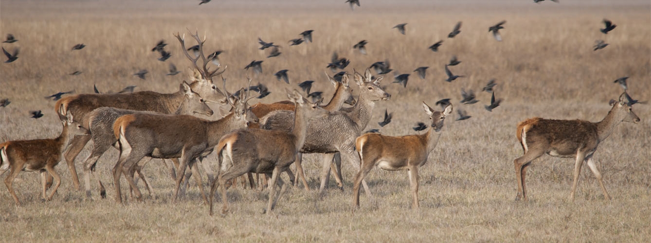 Los resultados del estudio indicaron mayores seroprevalencias de lengua azul en el ciervo común.
