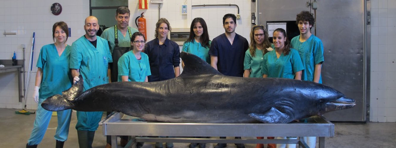 Equipo del IUSA-ULPGC durante la realización de una necropsia a un delfín.