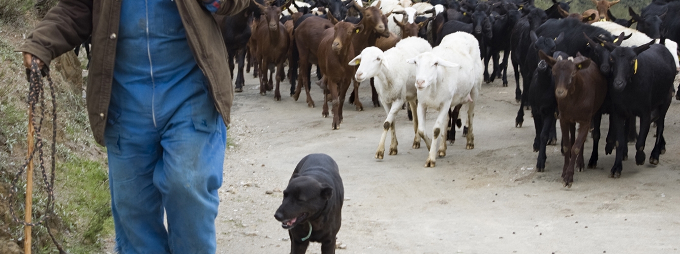 Los rebaños ovino y caprino de Murcia, Toledo, Huelva, Sevilla y Córdoba han sido reconocidos por Europa como indemnes de brucelosis.