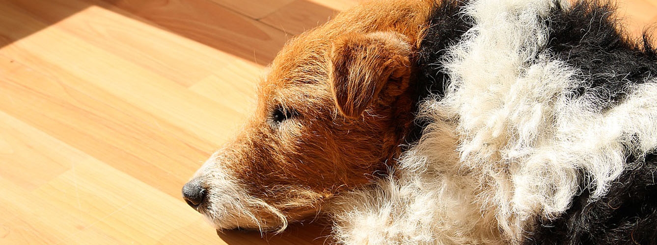 La anemia en perros, un factor debilitante para sobrellevar el verano
