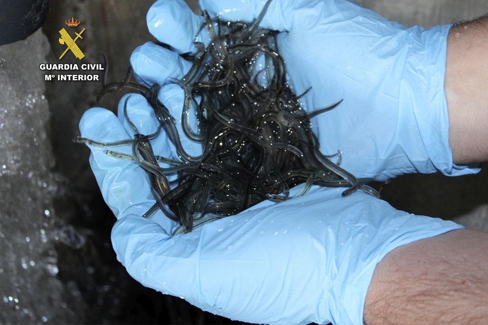 La Guardia Civil interviene más de 18 toneladas de anguila europea en una operación contra el tráfico de esta especie
