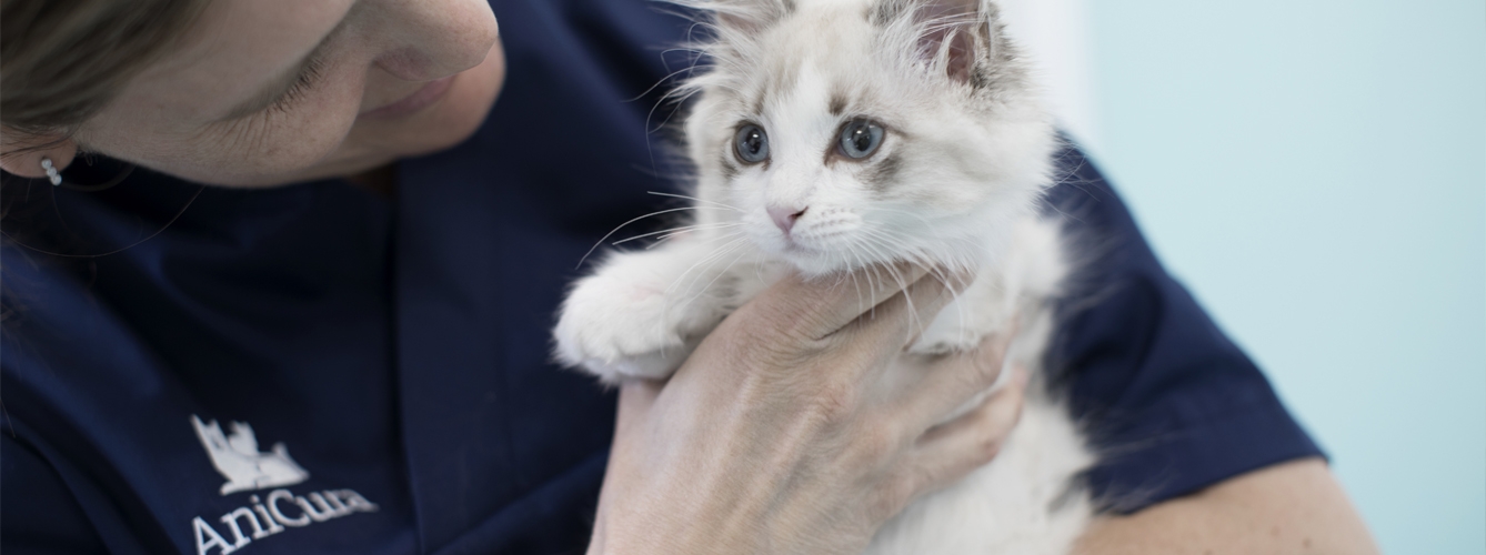 El tratamiento con yodo radiactivo es la terapia más segura y eficaz contra el hipertiroidismo felino con la que cuentan los veterinarios.