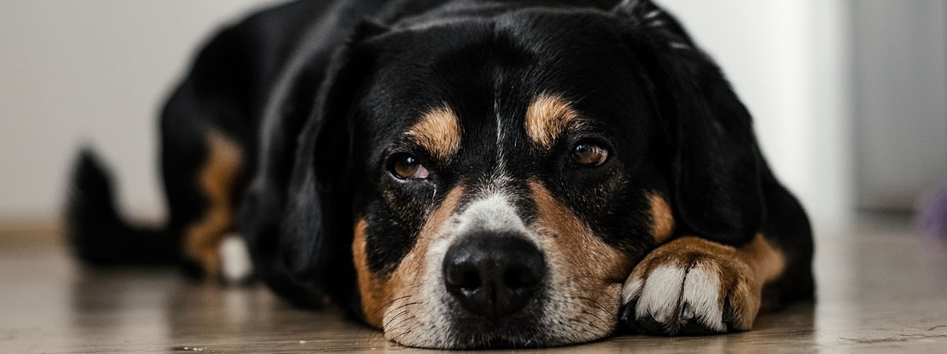 Qué hacer para que los perros superen la ansiedad por separación