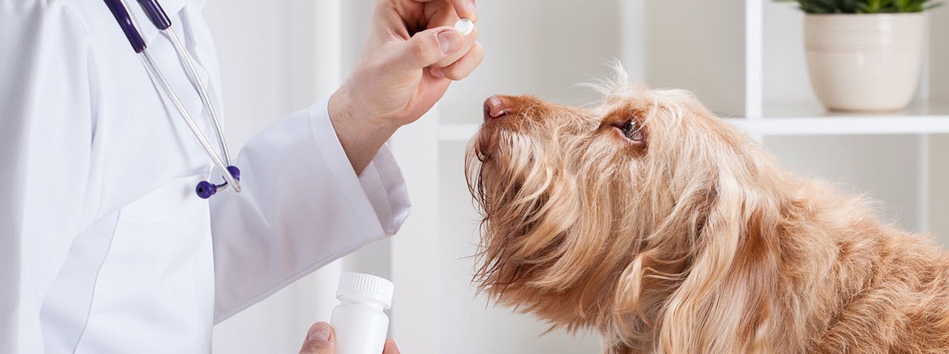 Los investigadores recomiendan no automedicar a la mascota y acudir al veterinario para controlar el aumento de la resistencia a los antibióticos.