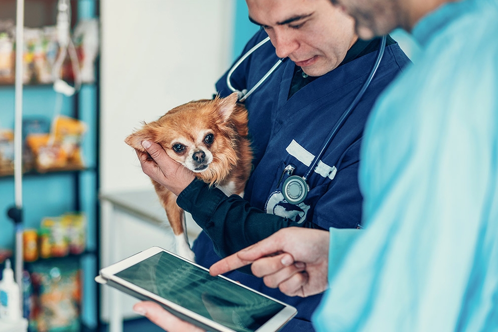 La app de AniCura facilita la comunicación entre cuidador, veterinario referidor y hospital de referencia.
