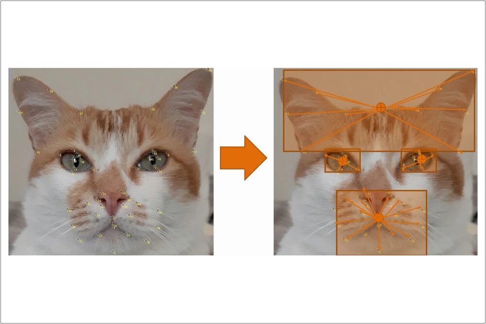 Las técnicas utilizadas se sirven de puntos de referencia y vectores para analizar las expresiones de los gatos.