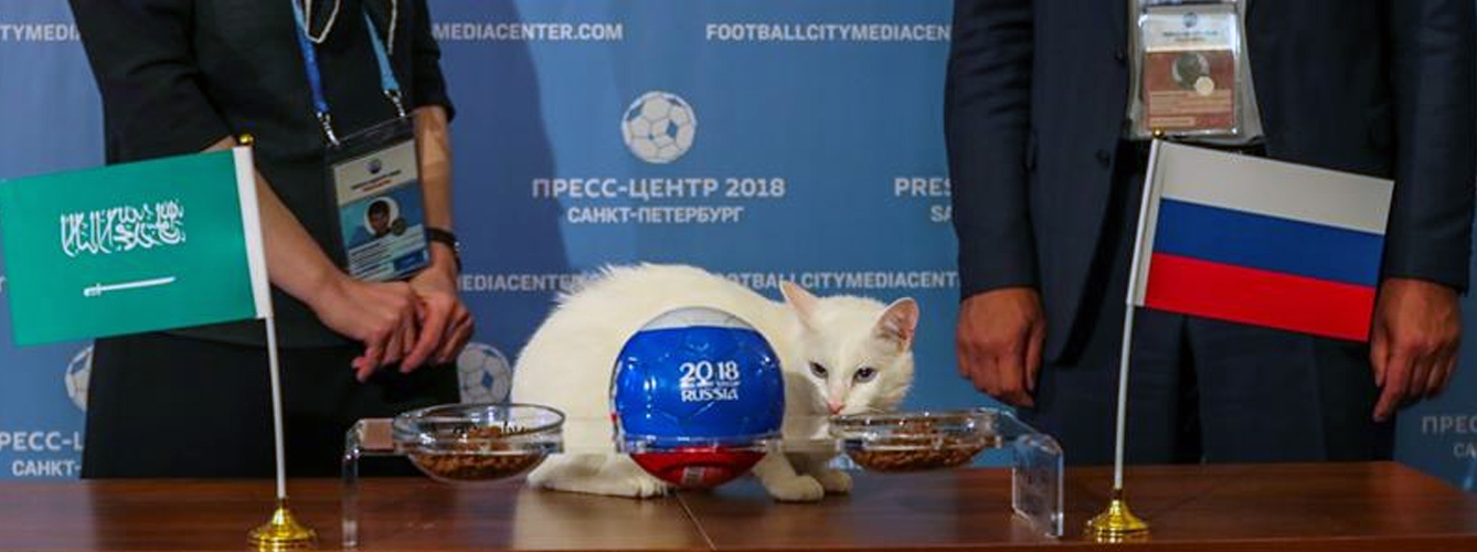 El gato pronosticará los partidos de Rusia