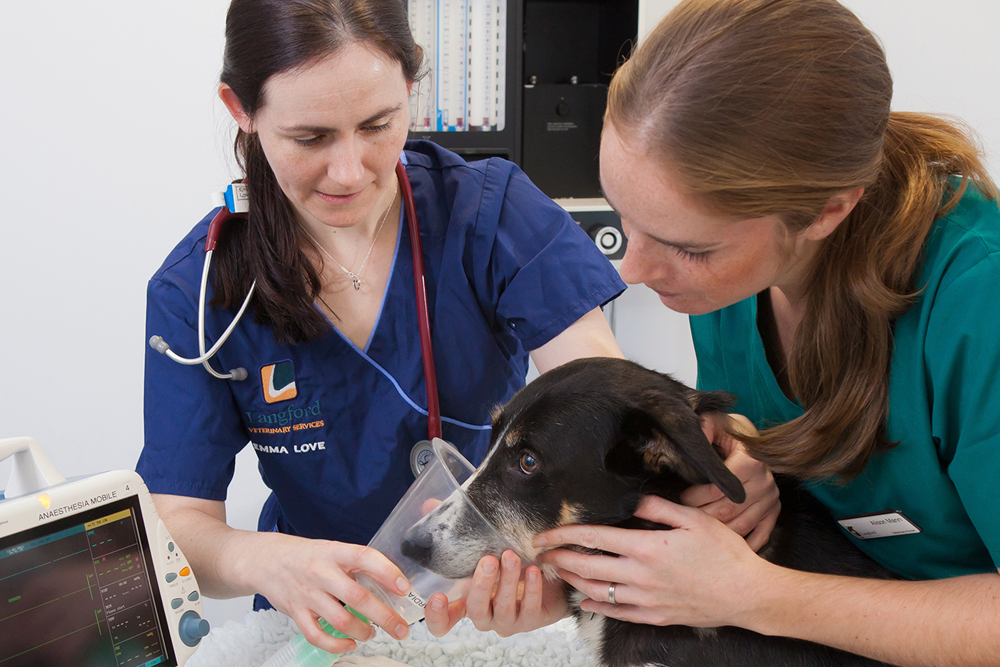 Los auxiliares de veterinaria valoran que su trabajo les ofrezca buenas oportunidades para crecer como profesionales. 