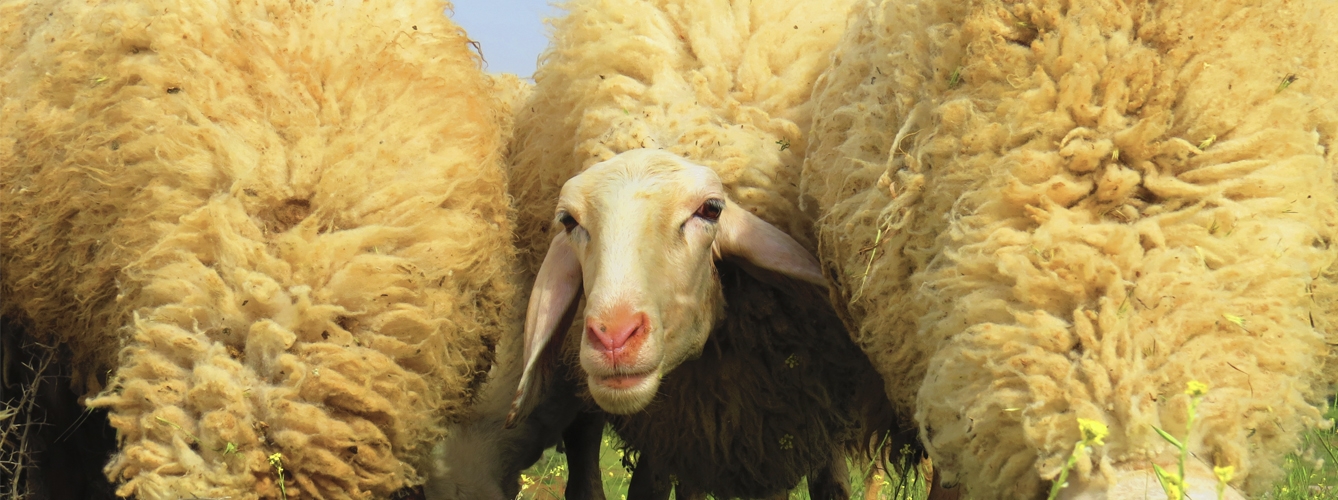 El estudio se ha realizado sobre corderos de ovejas de Assaf. 