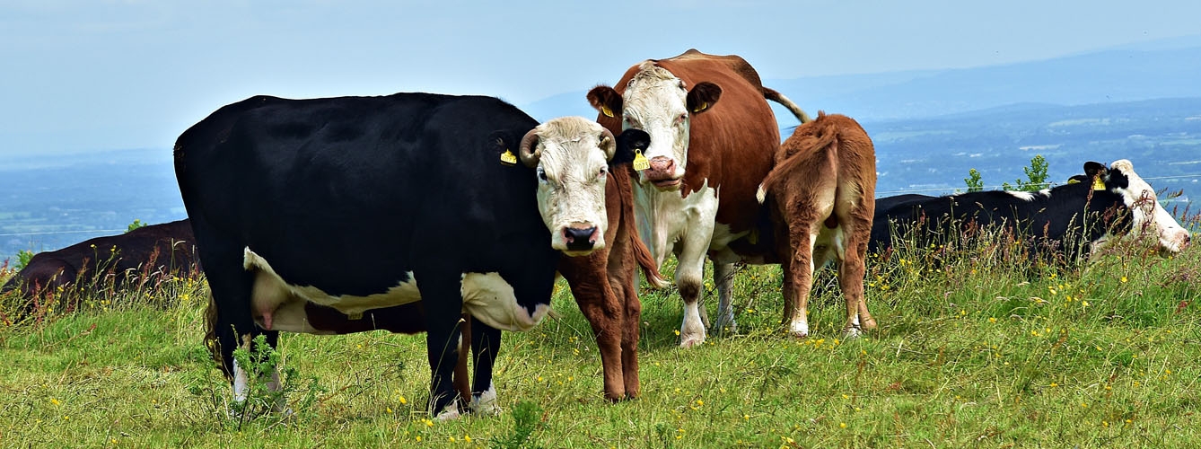 Asturias aprueba ayudas de la PAC a ganaderos por 73 millones de euros