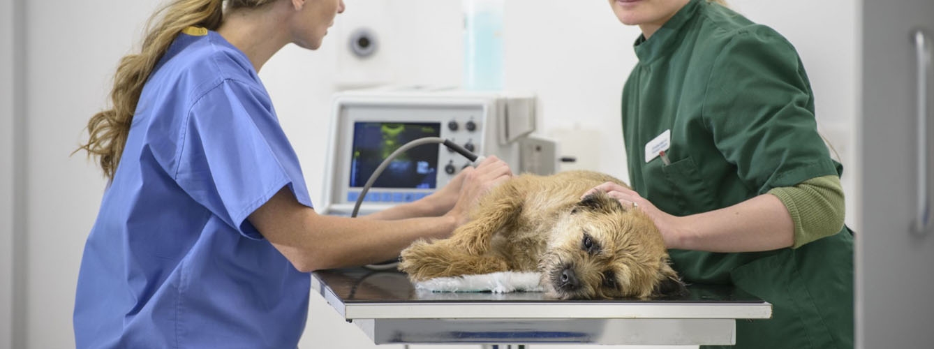 Una asistente técnica veterinaria colabora con una veterinaria para realizar una ecografía.