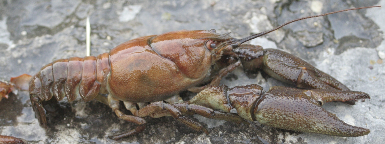 Ejemplar de cangrejo de patas blancas o de río europeo, especie autóctona a la que pone en peligro la afanomicosis. 