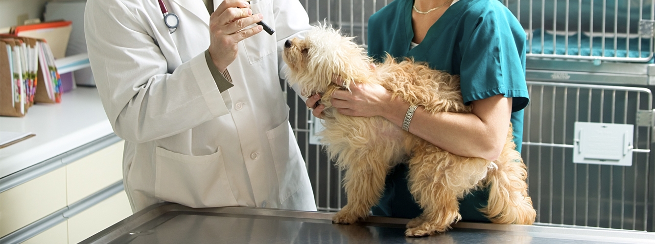Los auxiliares clínicos de veterinaria afirman que forman parte del equipo de una clínica y deberían ser también vacunados de Covid-19.