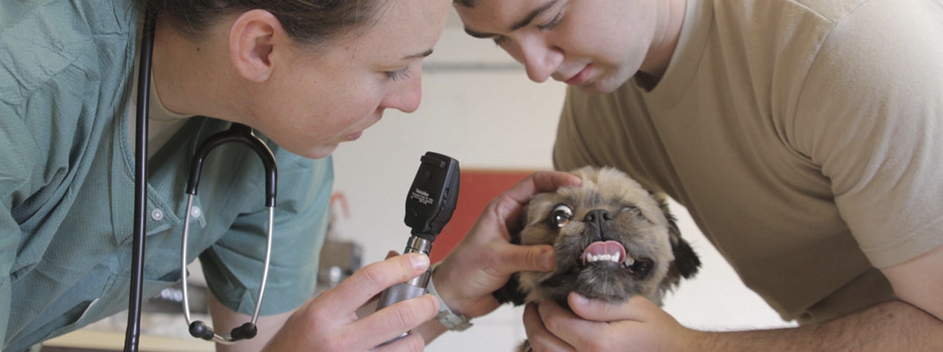 El Gobierno prepara un certificado para los auxiliares veterinarios