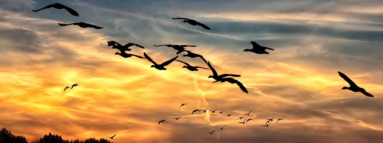 Las cepas se propagan desde las aves domésticas infectadas en Asia a través de las aves migratorias salvajes hasta Europa.