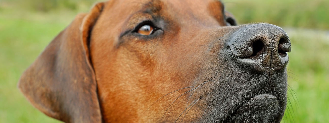 Las picaduras de avispas pueden generar dolencias graves en los perros