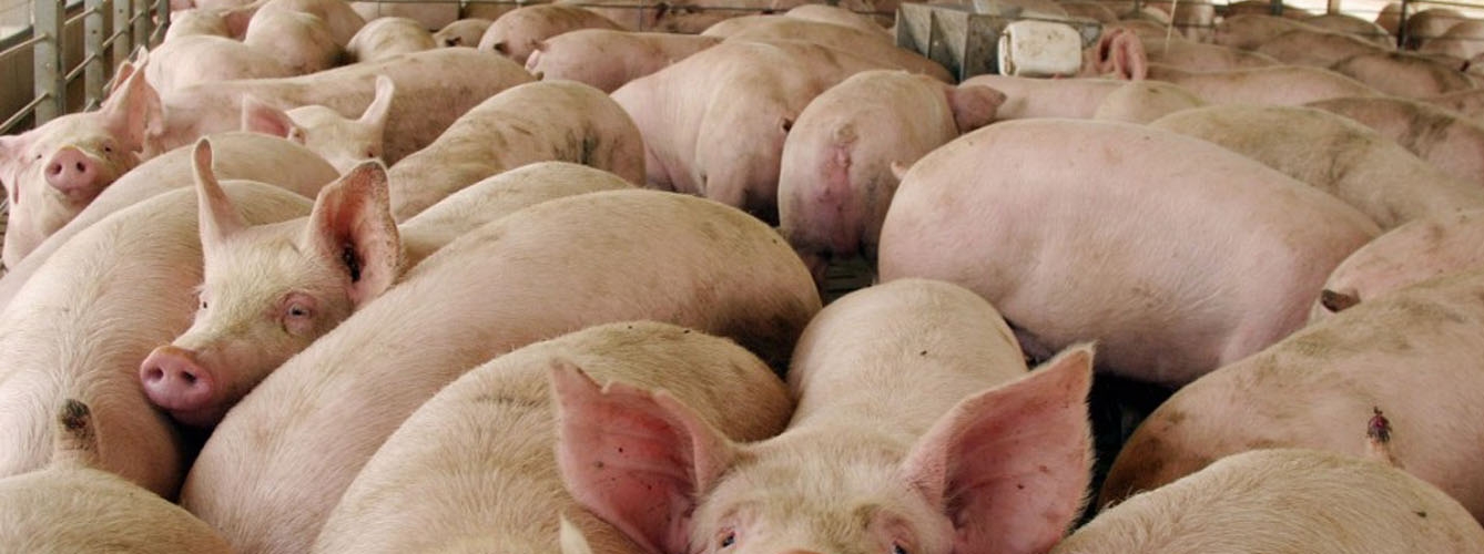 Encuentran bacterias resistentes a los antibióticos en carne de cerdo