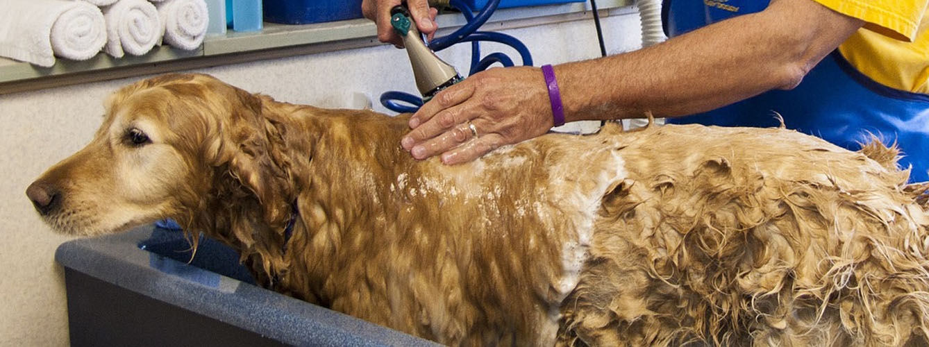 Derrotado Viento definido Bañar en exceso a los perros puede dañar su piel