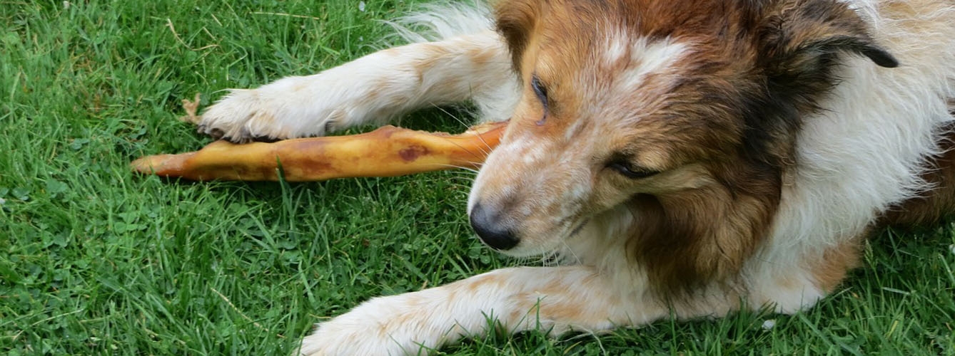 La comida cruda favorece la propagación de bacterias en los perros