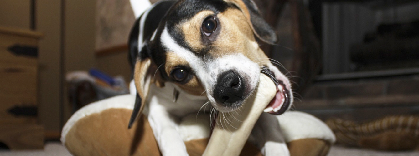 El incremento de productos para que los perros mastiquen ha preocupado a los veterinarios especialistas en odontología.