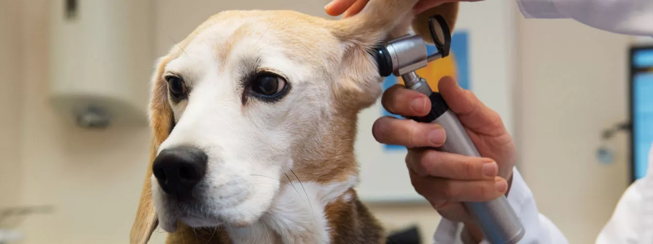 El beagle es una de las razas identificadas como propensas a sufrir infecciones de oído.