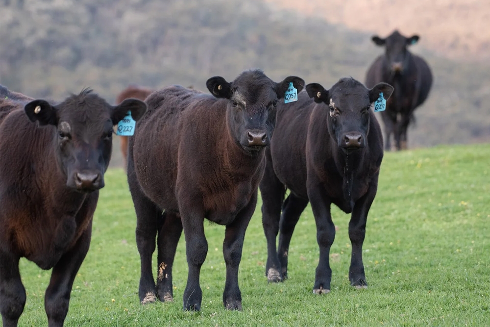 El estudio ha analizado las diferentes respuestas a la vacuna contra la ERB en distintos ejemplares de vacas angus negras.