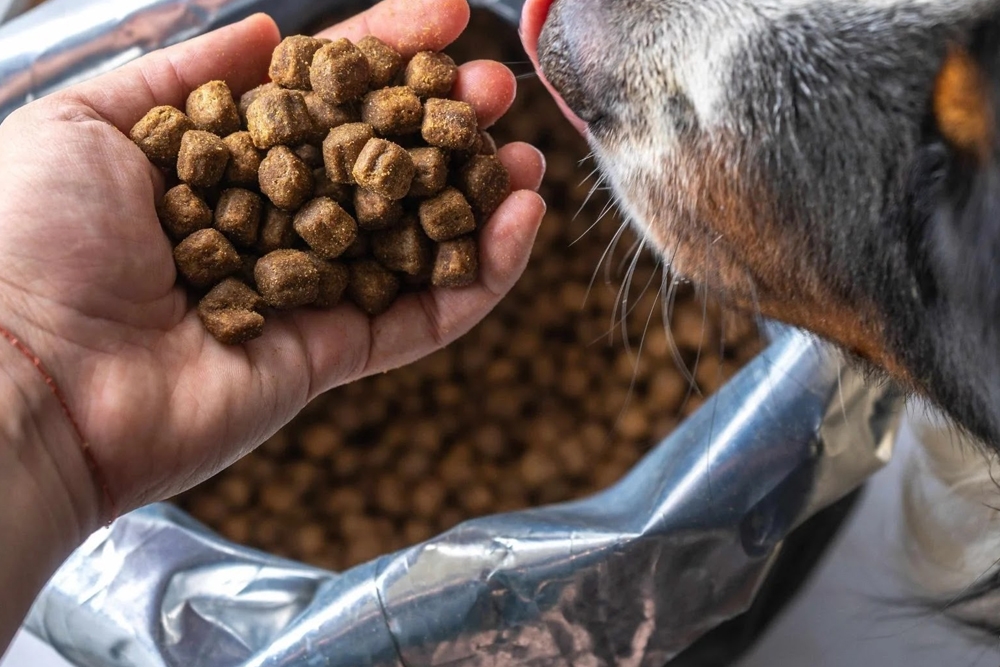 Historiador cálmese obispo Los propietarios de perros alérgicos se fijan más en los ingredientes del  alimento de su mascota