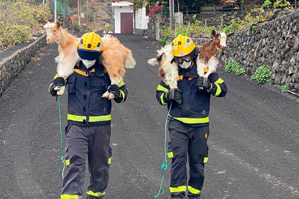 Dos bomberos rescatando cabras tras la erupción del volcán de La Palma.