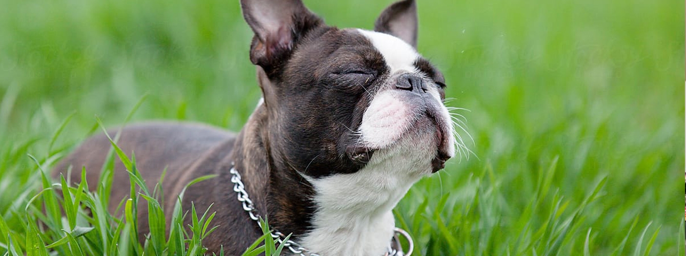 Boston terrier es una de las razas que pueden presentar problemas respiratorios debido a su morfología.