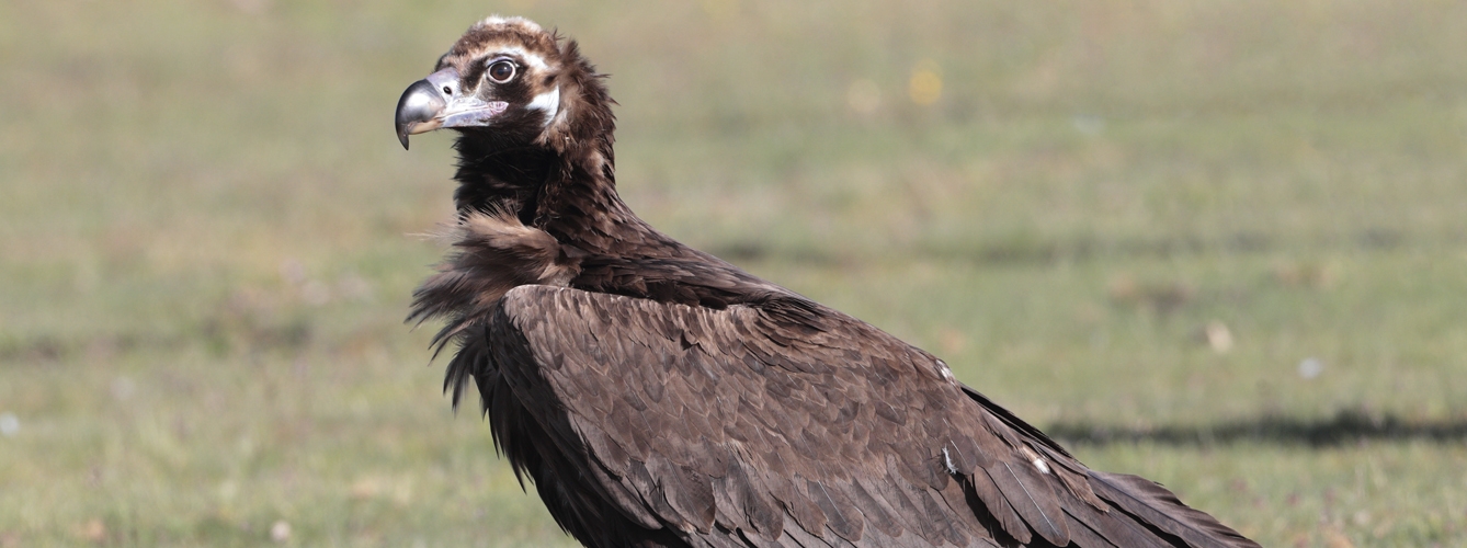 El objetivo de la prohibición es proteger especies en peligro de extinción, como el buitre negro o el águila imperial ibérica.