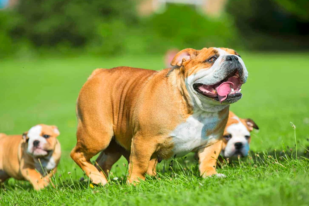 Los veterinarios recomiendan meditar la decisión de tener un bulldog inglés por sus problemas de salud.
