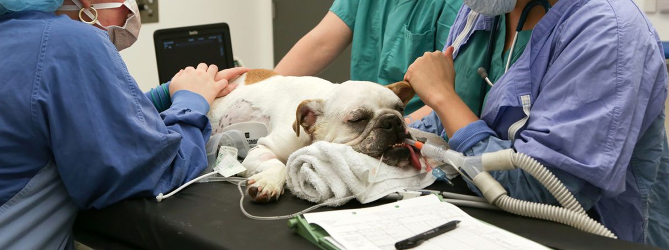 Los perros braquicéfalos pueden tener problemas respiratorios.