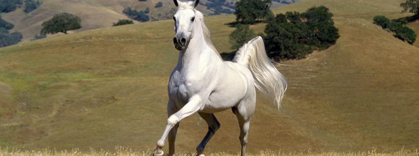 Ejemplar de caballo andaluz o de pura raza española, una de las más comunes en la región.