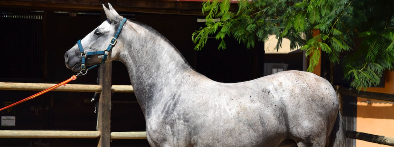 Ejemplar de caballo Andaluz, una raza predispuesta a padecer SME