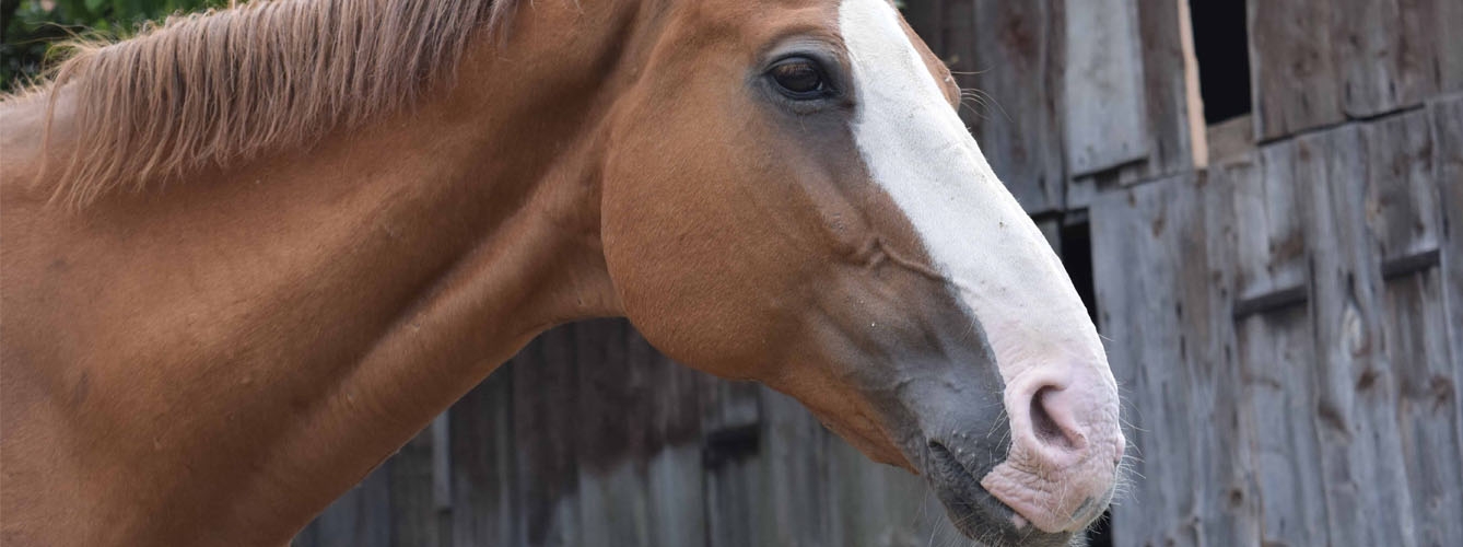 Desarrollan una nueva técnica para la hemiplejia laríngea en caballos