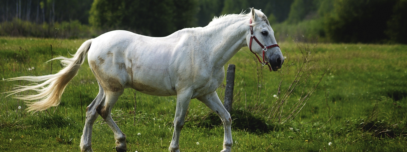 El carcinoma de células escamosas es el segundo tipo más común de cáncer en los caballos.