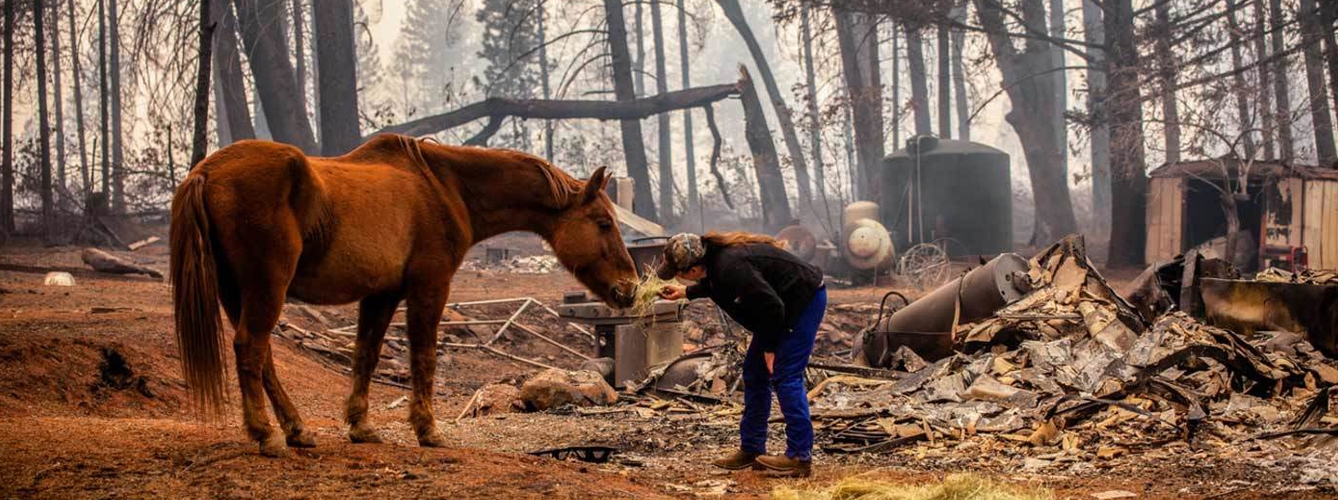Una mujer alimenta a su caballo tras un incendio