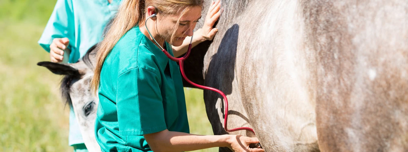 Los investigadores consideran que los caballos pueden desempeñar un papel en la epidemiología de la leishmaniosis.