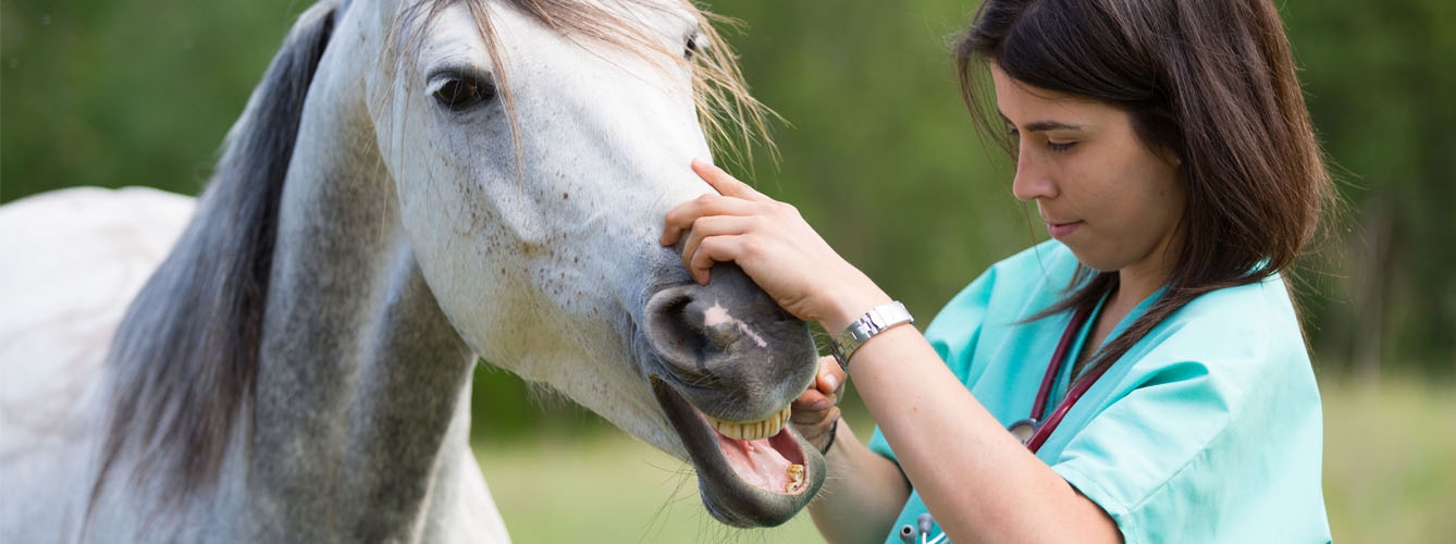 Los estudiantes veterinarios no salen preparados en odontología equina