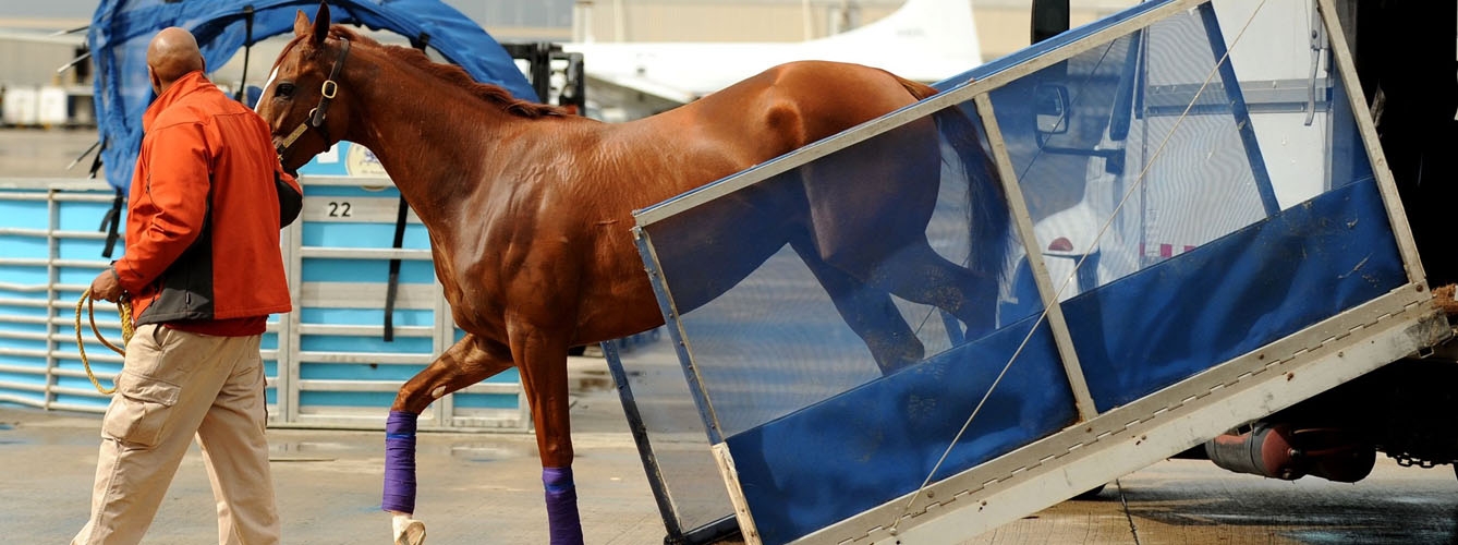 Los veterinarios lanzan una guía sobre el transporte de caballos