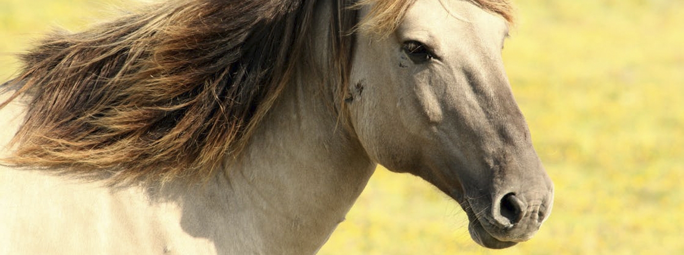 Analizan las causas de muerte de los caballos en la prehistoria