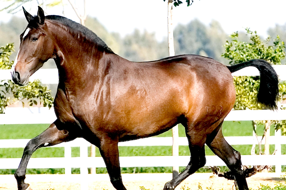 Un estudio muestra una prevalencia del 27,5% de Leishmania infantum en caballos de España.