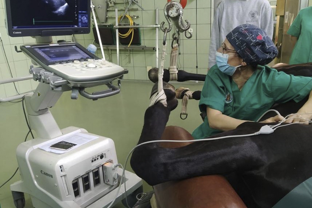 Imagen del procedimiento llevado a cabo por el Hospital Clínico Veterinario de la Universidad Complutense de Madrid.